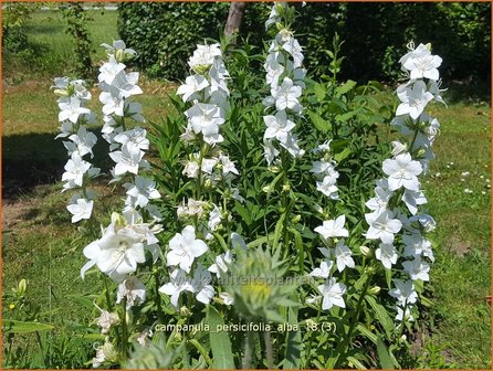 Campanula persicifolia &#039;Alba&#039; | Perzikbladklokje, Prachtklokje, Klokjesbloem | Pfirsichbl&auml;ttrige Glockenblume