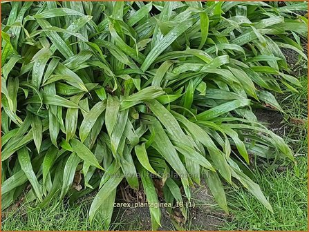 Carex plantaginea | Zegge | Immergr&uuml;ne Breitblatt-Segge