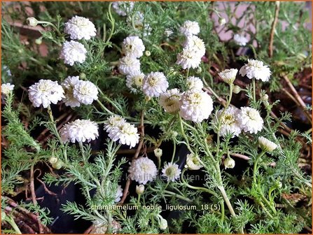 Chamaemelum nobile &#039;Ligulosum&#039; | Roomse kamille | R&ouml;mische Kamille