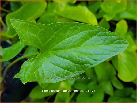 Chenopodium bonus-henricus | Brave Hendrik, Ganzenvoet | Guter Heinrich