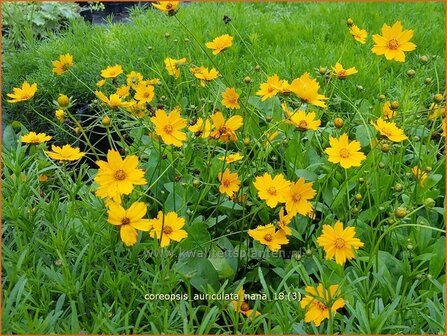 Coreopsis auriculata &#039;Nana&#039; | Meisjesogen | M&auml;dchenauge