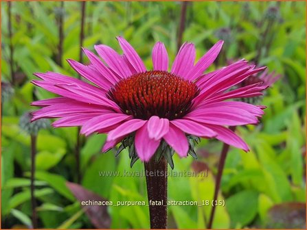 Echinacea purpurea &#039;Fatal Attraction&#039; | Rode zonnehoed, Zonnehoed | Roter Sonnenhut