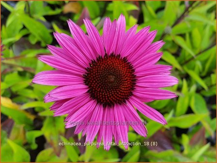 Echinacea purpurea &#039;Fatal Attraction&#039; | Rode zonnehoed, Zonnehoed | Roter Sonnenhut