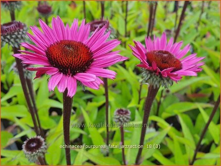 Echinacea purpurea &#039;Fatal Attraction&#039; | Rode zonnehoed, Zonnehoed | Roter Sonnenhut