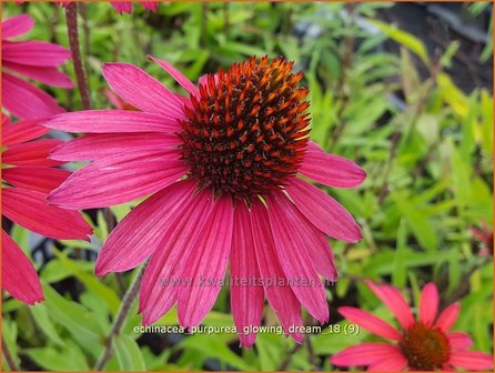 Echinacea purpurea &#039;Glowing Dream&#039; | Rode zonnehoed, Zonnehoed | Roter Sonnenhut