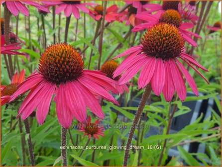 Echinacea purpurea &#039;Glowing Dream&#039; | Rode zonnehoed, Zonnehoed | Roter Sonnenhut