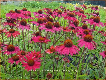 Echinacea purpurea &#039;Glowing Dream&#039; | Rode zonnehoed, Zonnehoed | Roter Sonnenhut