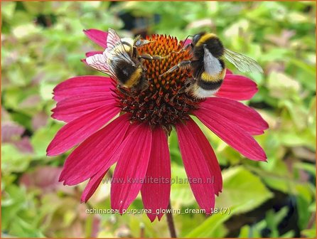 Echinacea purpurea &#039;Glowing Dream&#039; | Rode zonnehoed, Zonnehoed | Roter Sonnenhut