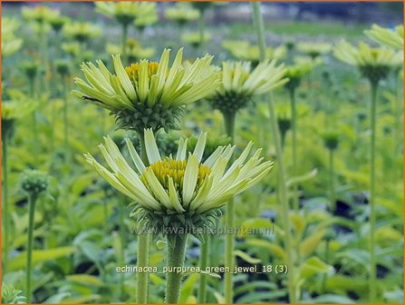 Echinacea purpurea &#039;Green Jewel&#039; | Rode zonnehoed, Zonnehoed | Roter Sonnenhut