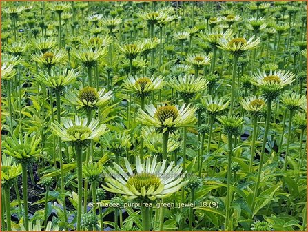 Echinacea purpurea &#039;Green Jewel&#039; | Rode zonnehoed, Zonnehoed | Roter Sonnenhut