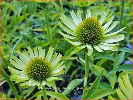 Echinacea purpurea &#039;Green Jewel&#039; | Rode zonnehoed, Zonnehoed | Roter Sonnenhut