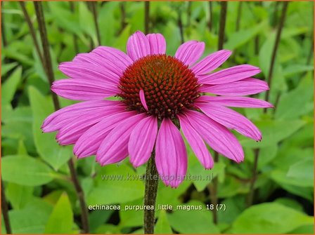 Echinacea purpurea &#039;Little Magnus&#039; | Rode zonnehoed, Zonnehoed | Roter Sonnenhut