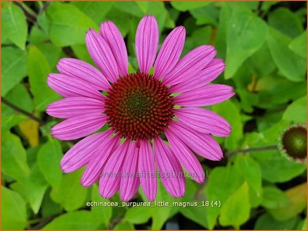 Echinacea purpurea &#039;Little Magnus&#039; | Rode zonnehoed, Zonnehoed | Roter Sonnenhut