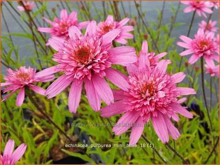 Echinacea purpurea &amp;#x0027;Mini Belle&amp;#x0027; | Zonnehoed | Roter Sonnenhut