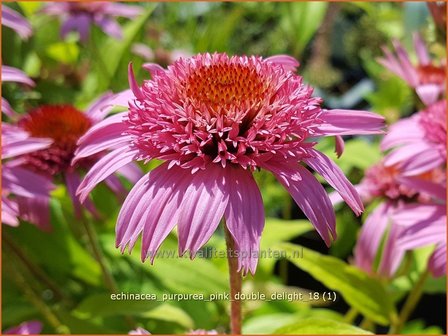 Echinacea purpurea &#039;Pink Double Delight&#039; | Rode zonnehoed, Zonnehoed | Roter Sonnenhut