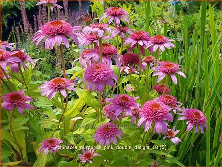 Echinacea purpurea &#039;Pink Double Delight&#039; | Rode zonnehoed, Zonnehoed | Roter Sonnenhut