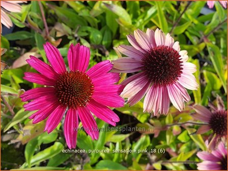 Echinacea purpurea &#039;Sensation Pink&#039; | Rode Zonnehoed, Zonnehoed | Roter Sonnenhut