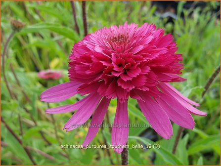 Echinacea purpurea &#039;Southern Belle&#039; | Rode zonnehoed, Zonnehoed | Roter Sonnenhut