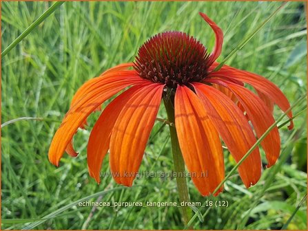 Echinacea purpurea &#039;Tangerine Dream&#039; | Rode zonnehoed, Zonnehoed | Roter Sonnenhut