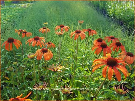 Echinacea purpurea &#039;Tangerine Dream&#039; | Rode zonnehoed, Zonnehoed | Roter Sonnenhut