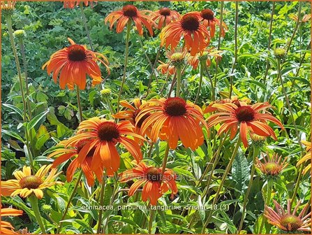 Echinacea purpurea &#039;Tangerine Dream&#039; | Rode zonnehoed, Zonnehoed | Roter Sonnenhut