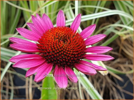 Echinacea purpurea &amp;#x0027;Vintage Wine&amp;#x0027; | Zonnehoed | Roter Sonnenhut