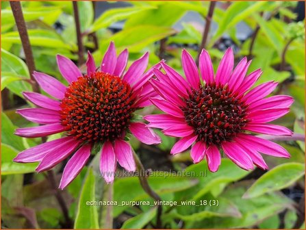 Echinacea purpurea &amp;#x0027;Vintage Wine&amp;#x0027; | Zonnehoed | Roter Sonnenhut