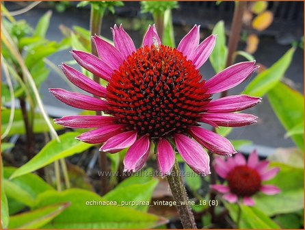 Echinacea purpurea &amp;#x0027;Vintage Wine&amp;#x0027; | Zonnehoed | Roter Sonnenhut