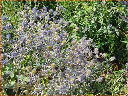 Eryngium planum &#039;Blauer Zwerg&#039; | Blauwe distel, Framboosdistel, Kruisdistel | Flachbl&auml;ttriger Mannstreu