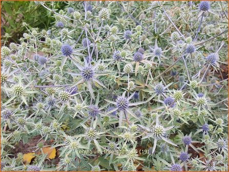 Eryngium tripartitum | Kruisdistel | Dreiteilige Mannstreu