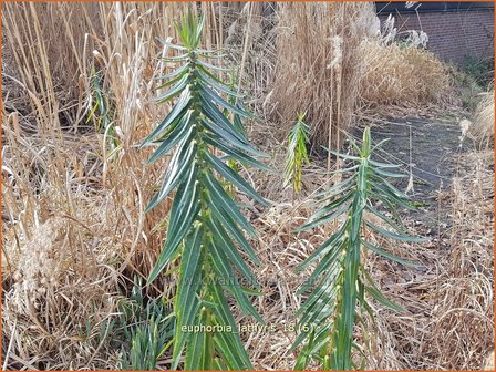 Euphorbia lathyris | Kruisbladwolfsmelk, Mollenplant, Wolfsmelk