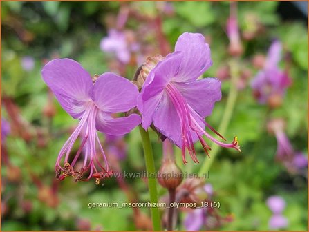 Geranium macrorrhizum &#039;Olympos&#039; | Ooievaarsbek, Tuingeranium | Balkan-Storchschnabel