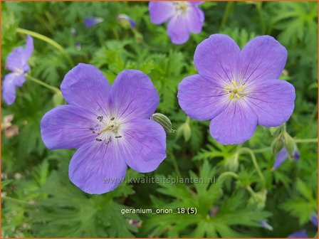 Geranium &#039;Orion&#039; | Ooievaarsbek, Tuingeranium | Storchschnabel