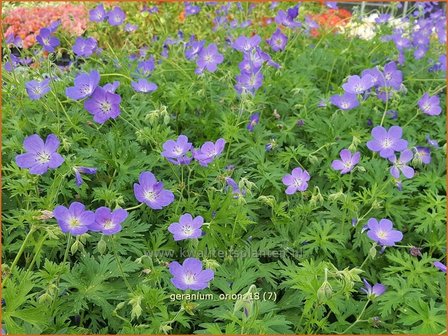 Geranium &#039;Orion&#039; | Ooievaarsbek, Tuingeranium | Storchschnabel