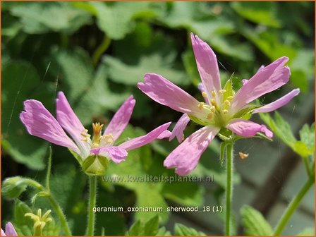 Geranium oxonianum &#039;Sherwood&#039; | Ooievaarsbek, Tuingeranium | Oxford-Storchschnabel