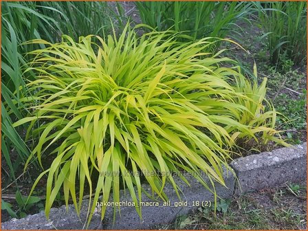 Hakonechloa macra &#039;All Gold&#039; | Japans bosgras, Japans siergras | Berggras