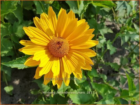 Heliopsis helianthoides &#039;Mars&#039; | Zonneoog | Gew&ouml;hnliches Sonnenauge