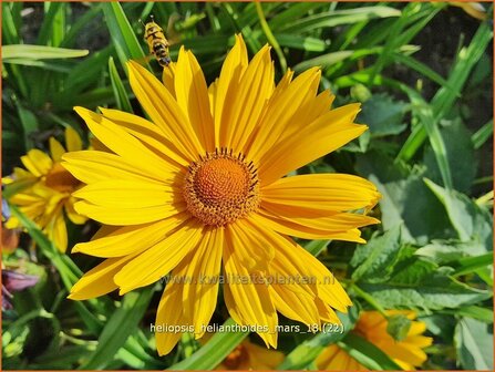 Heliopsis helianthoides &#039;Mars&#039; | Zonneoog | Gew&ouml;hnliches Sonnenauge