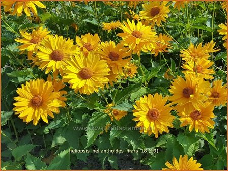 Heliopsis helianthoides &#039;Mars&#039; | Zonneoog | Gew&ouml;hnliches Sonnenauge