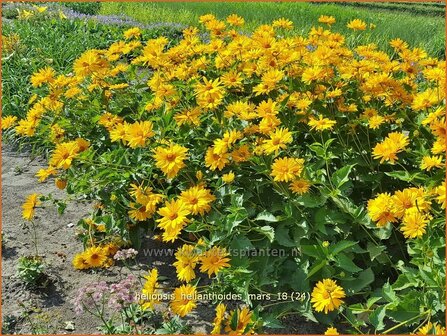 Heliopsis helianthoides &#039;Mars&#039; | Zonneoog | Gew&ouml;hnliches Sonnenauge