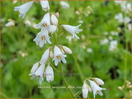 Heuchera sanguinea &#039;White Cloud&#039; | Purperklokje | Purpurgl&ouml;ckchen