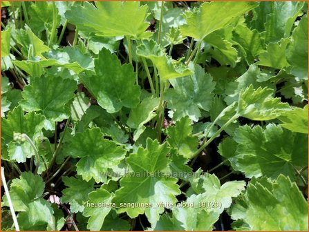 Heuchera sanguinea &#039;White Cloud&#039; | Purperklokje | Purpurgl&ouml;ckchen