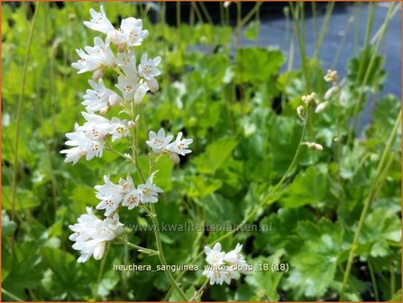 Heuchera sanguinea &#039;White Cloud&#039; | Purperklokje | Purpurgl&ouml;ckchen