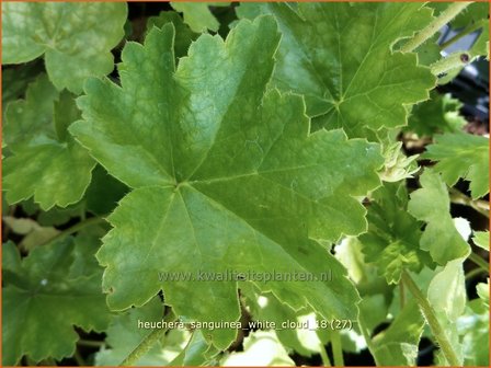 Heuchera sanguinea &#039;White Cloud&#039; | Purperklokje | Purpurgl&ouml;ckchen