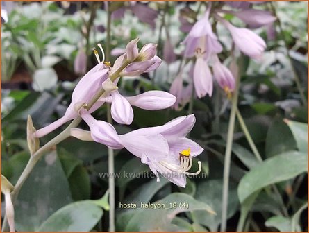 Hosta &#039;Halcyon&#039; | Hosta, Hartlelie, Funkia | Funkie