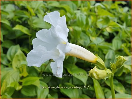 Incarvillea delavayi &#039;Snowtop&#039; | Tuingloxinia | Yunnan-Freilandgloxinie