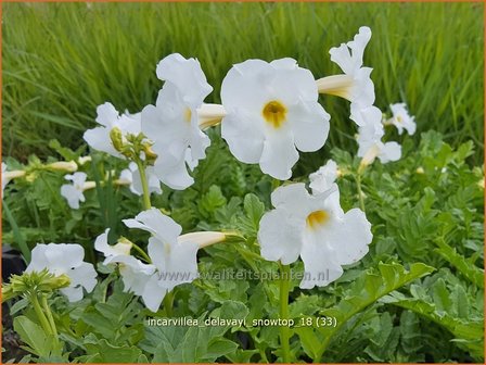 Incarvillea delavayi &#039;Snowtop&#039; | Tuingloxinia | Yunnan-Freilandgloxinie