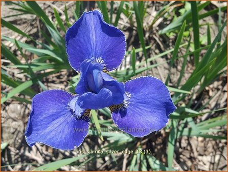 Iris sibirica &#039;Silver Edge&#039; | Siberische iris, Lis, Iris | Sibirische Schwertlilie