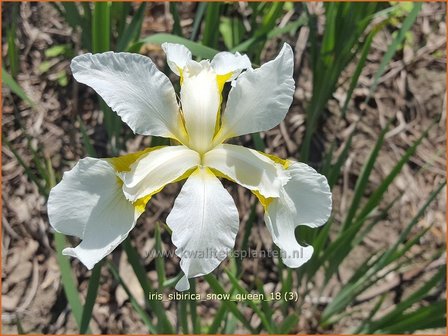 Iris sibirica &#039;Snow Queen&#039; | Siberische iris, Lis, Iris | Sibirische Schwertlilie