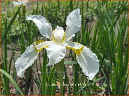 Iris sibirica &#039;Snow Queen&#039; | Siberische iris, Lis, Iris | Sibirische Schwertlilie